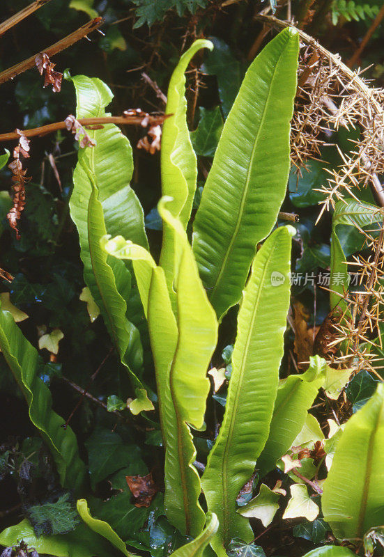 蕨类:鹿角蕨(Phyllitis scolopendium)